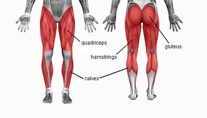 Glute muscles